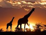 Safari
